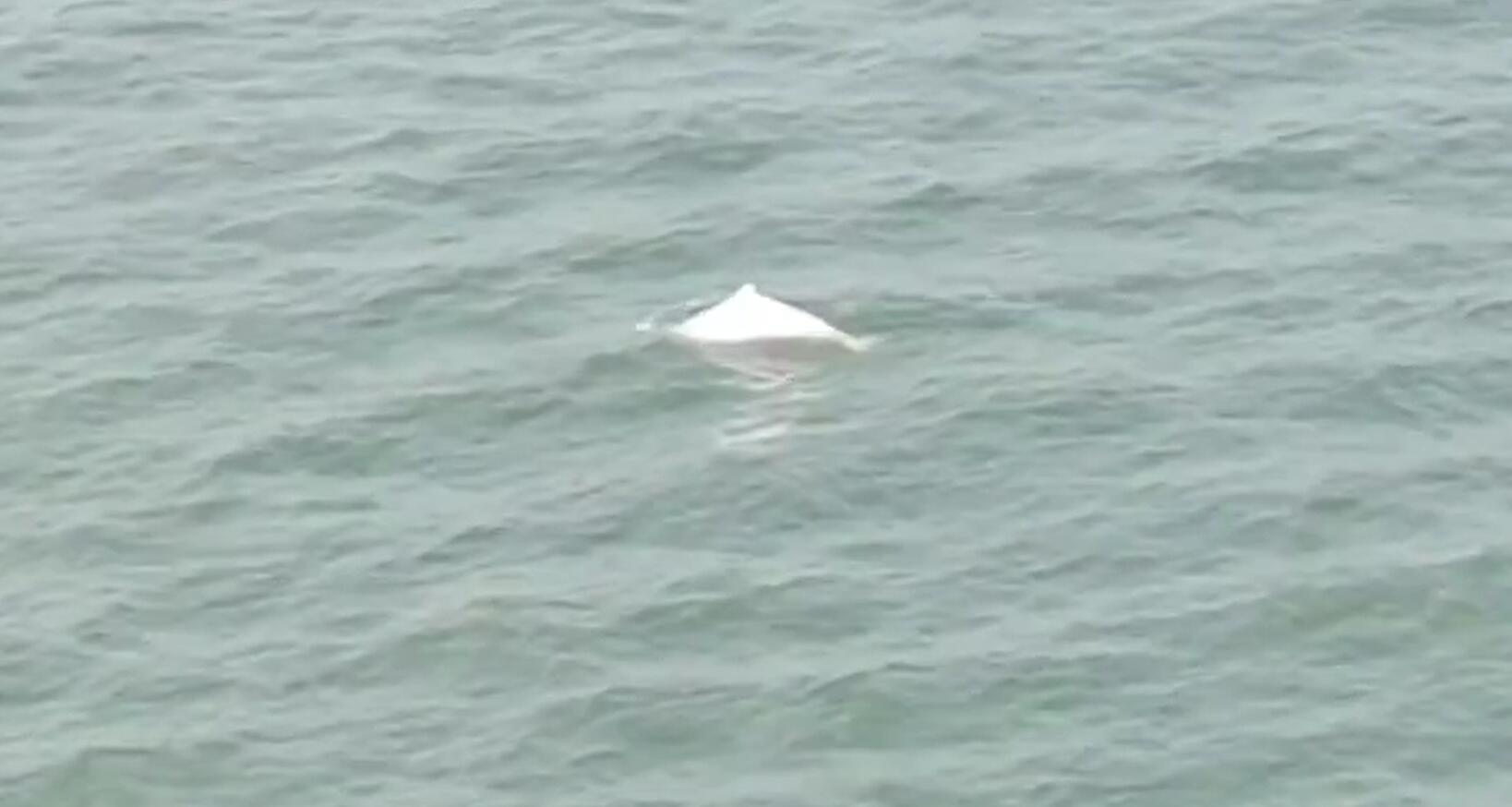 Extra ¥30m: Shenzhen-Zhongshan Link's concession for Chinese white dolphins