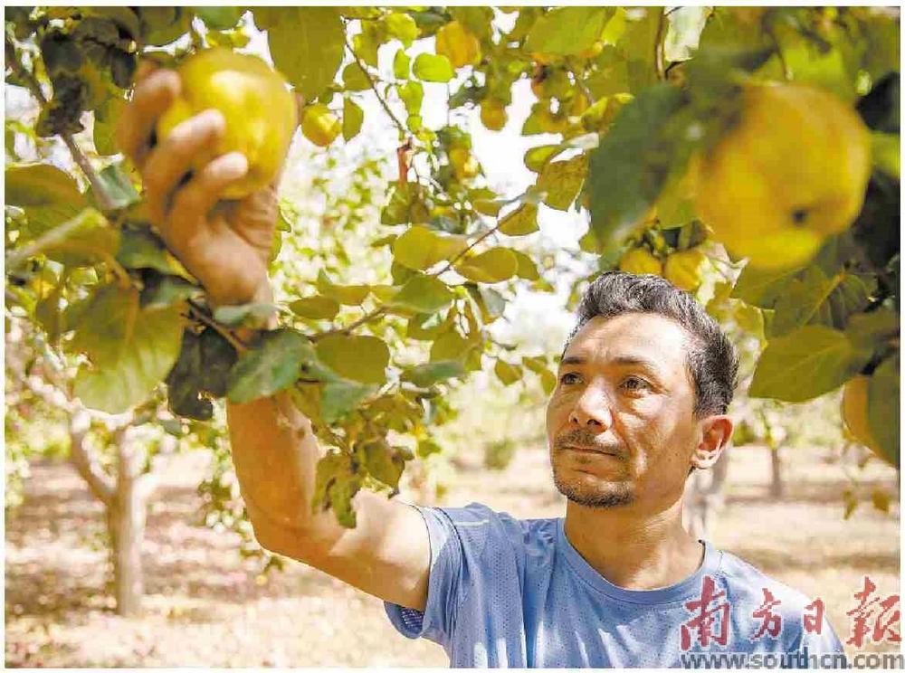 在伽师县英买里多，依明江是最早种植新梅的农户之一，也是远近闻名的种新梅好 手。南方日报记者 金销 摄