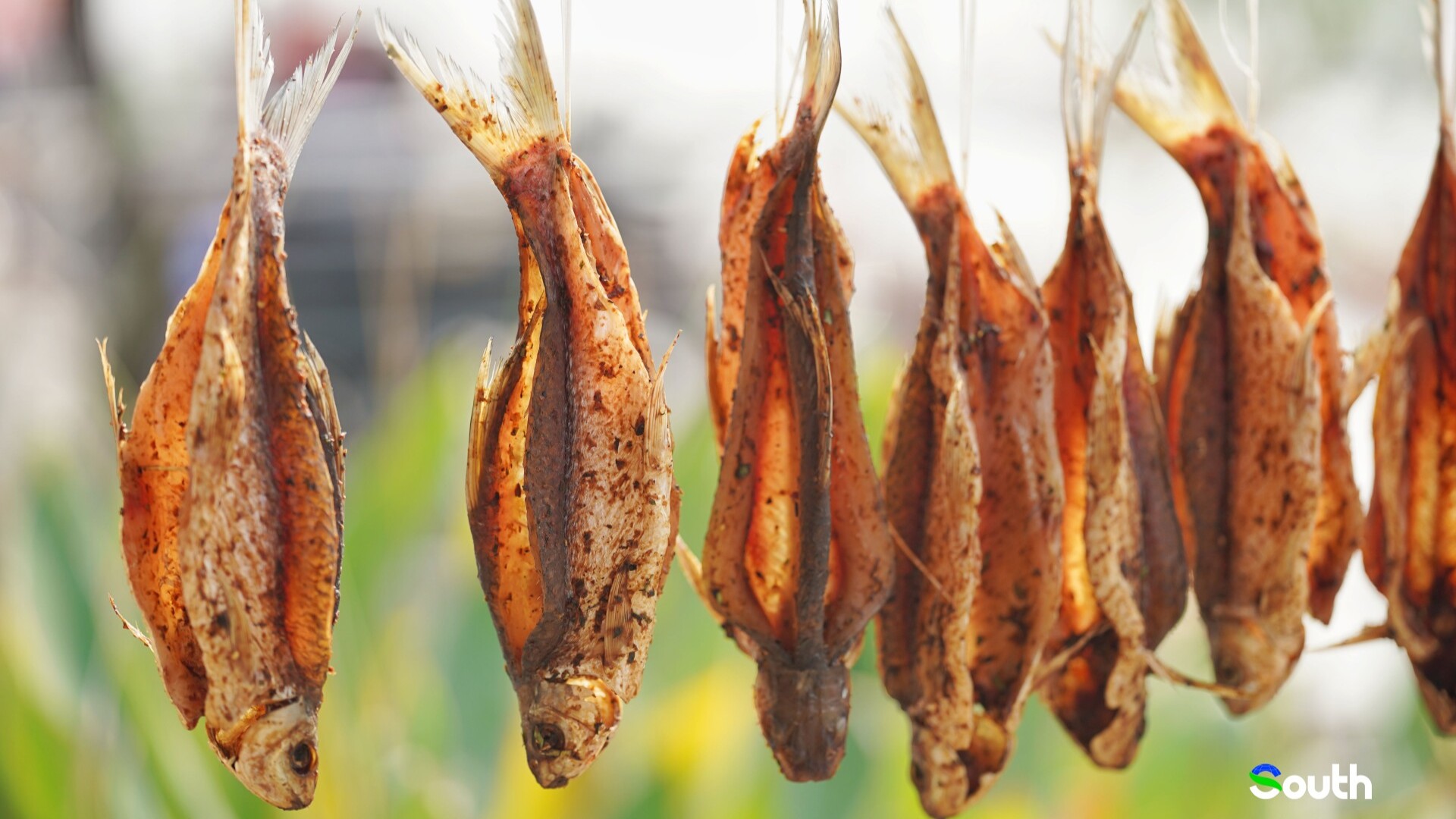 Why does getting hands-on with Zuotan's sauce fish bring so much joy?