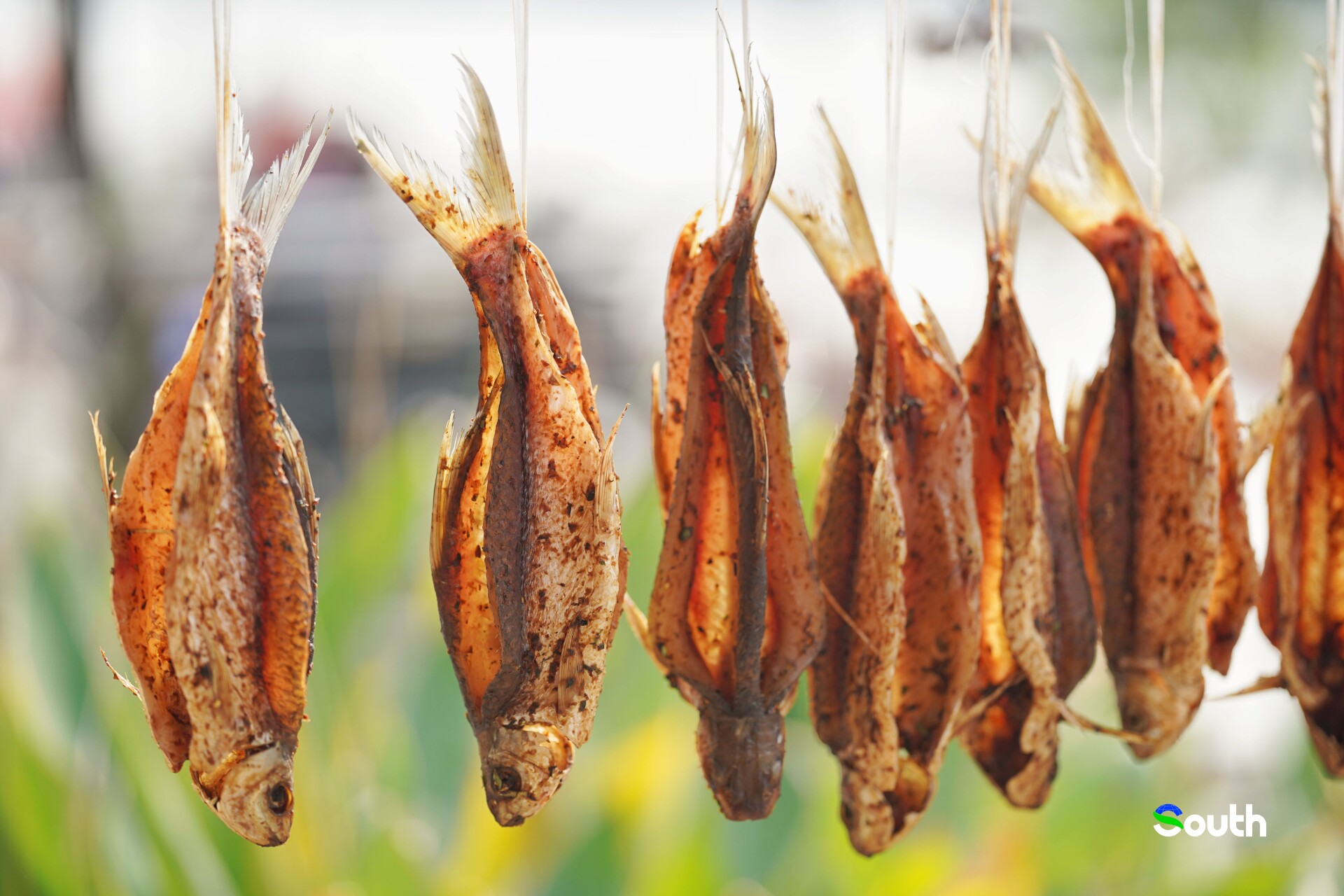 Why does getting hands-on with Zuotan's sauce fish bring so much joy?