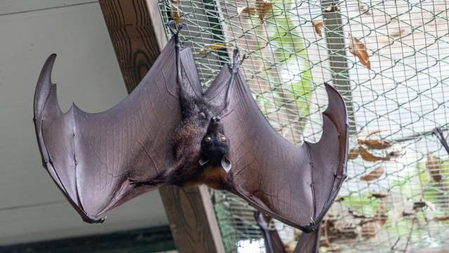World's largest bats make their home in Guangzhou, now open to public