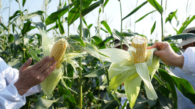 26个鲜食玉米品种获推介！第二十四届广东种博会汕头分会场落幕