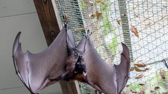 World's largest bats make their home in Guangzhou, now open to public