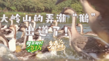 大岭山的弄潮“鹅”,出道了!| 粤来粤好百千万 大岭山的弄潮“鹅”,出道了!| 粤来粤好百千万