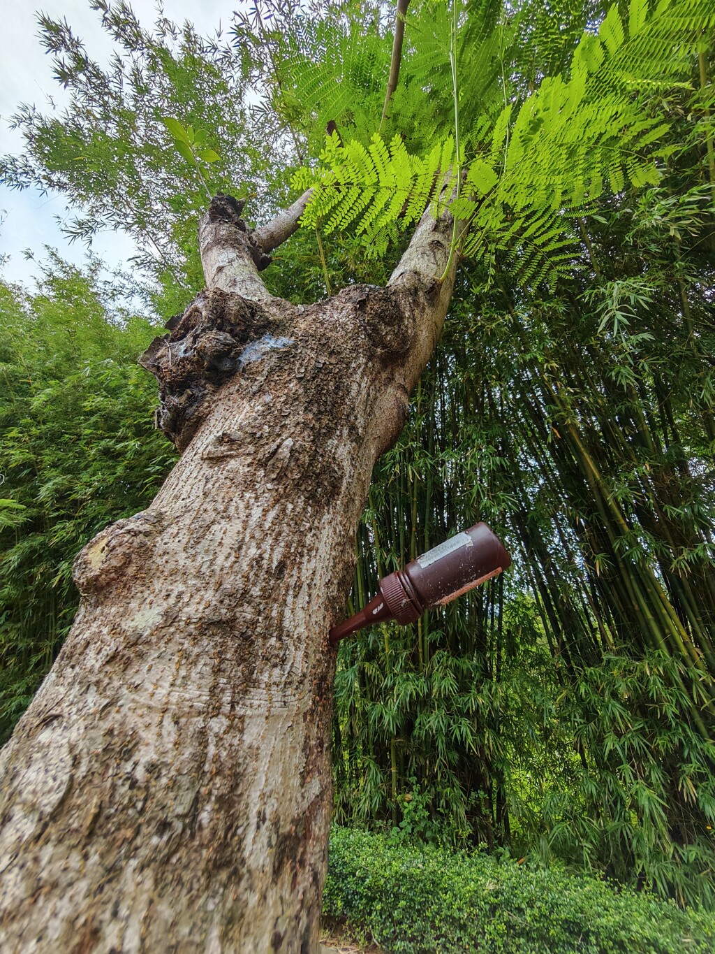 云浮：插瓶防治树害虫