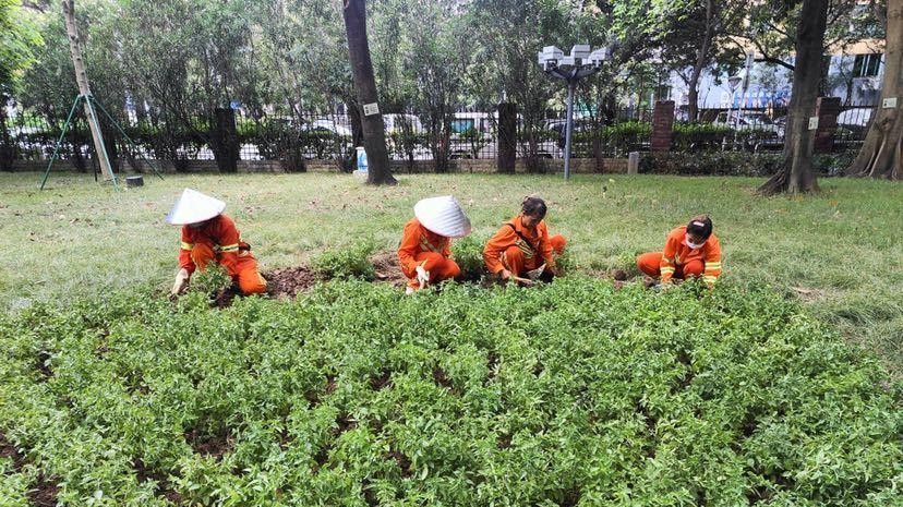 Foshan's Chancheng deploys aromatic plants at park for mosquito repelling trial