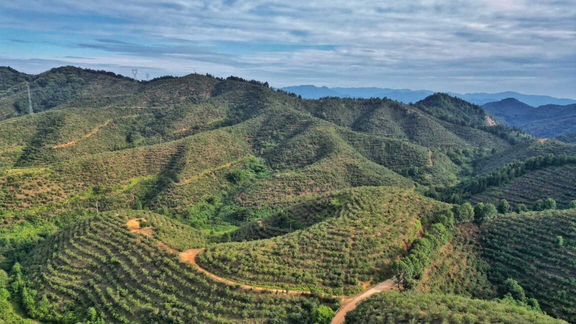 第三届广东林业博览会将在梅州举办