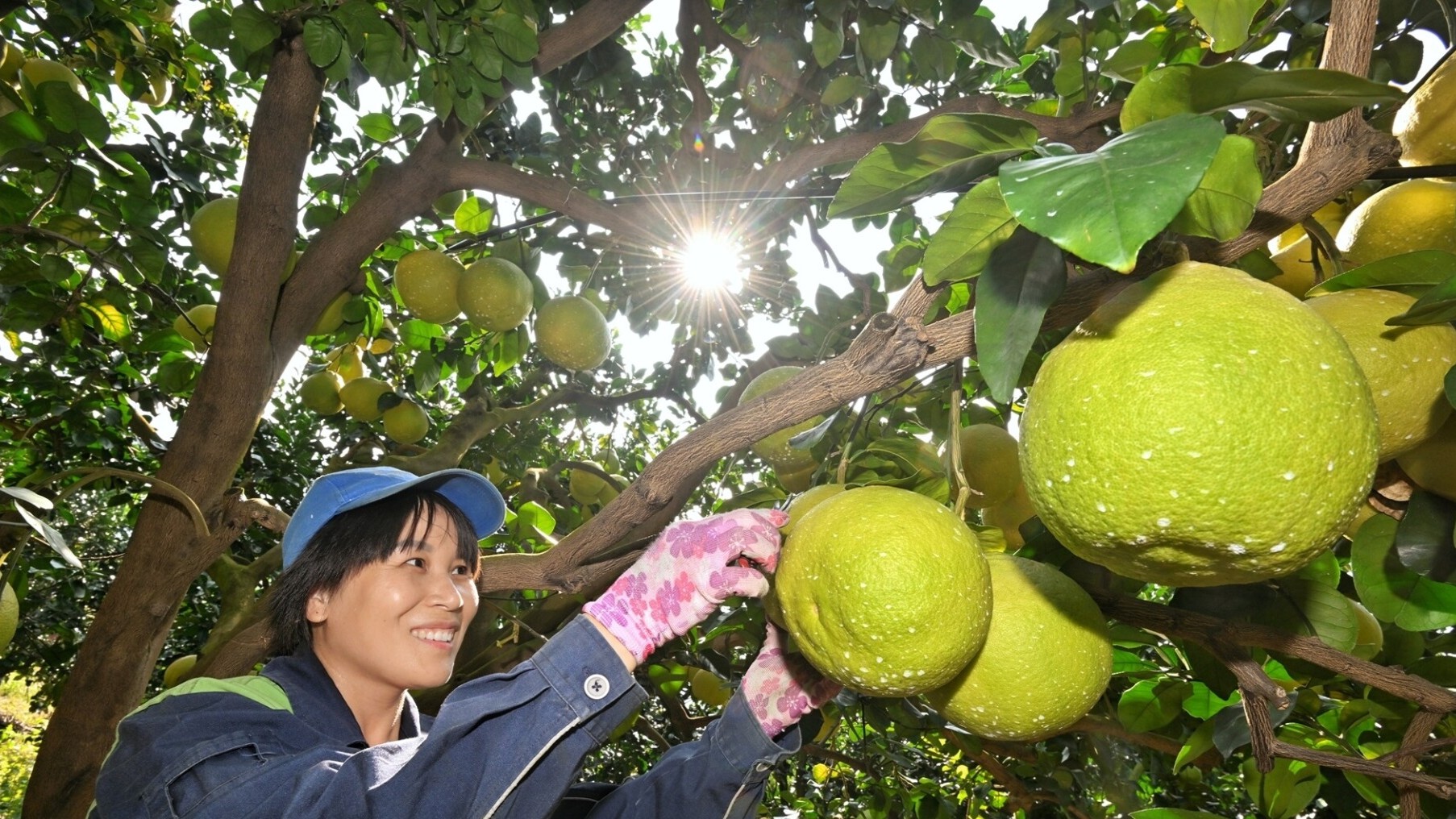 Guangdong's pomelo gains global footprint as exports surge