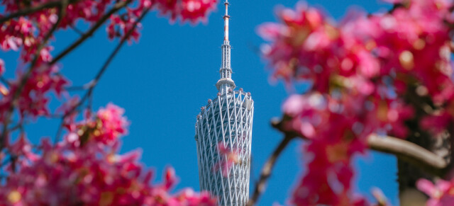 Defying the cold: Guangzhou basks in spring-like radiance