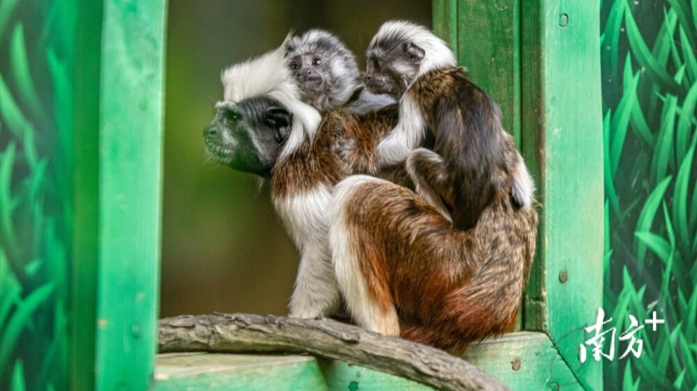 ​Cotton-top tamarin twins make debut at Qingyuan Chimelong
