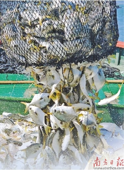 湛江海洋牧场起网的渔获。    南方日报记者 陈欢 摄