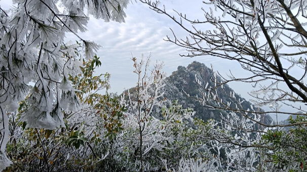 广东开启“速冻”模式，乐昌迎今冬首场雾凇景观