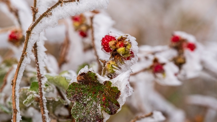 雾凇+冰挂！南方+拍客直击广东首场冰雪奇观