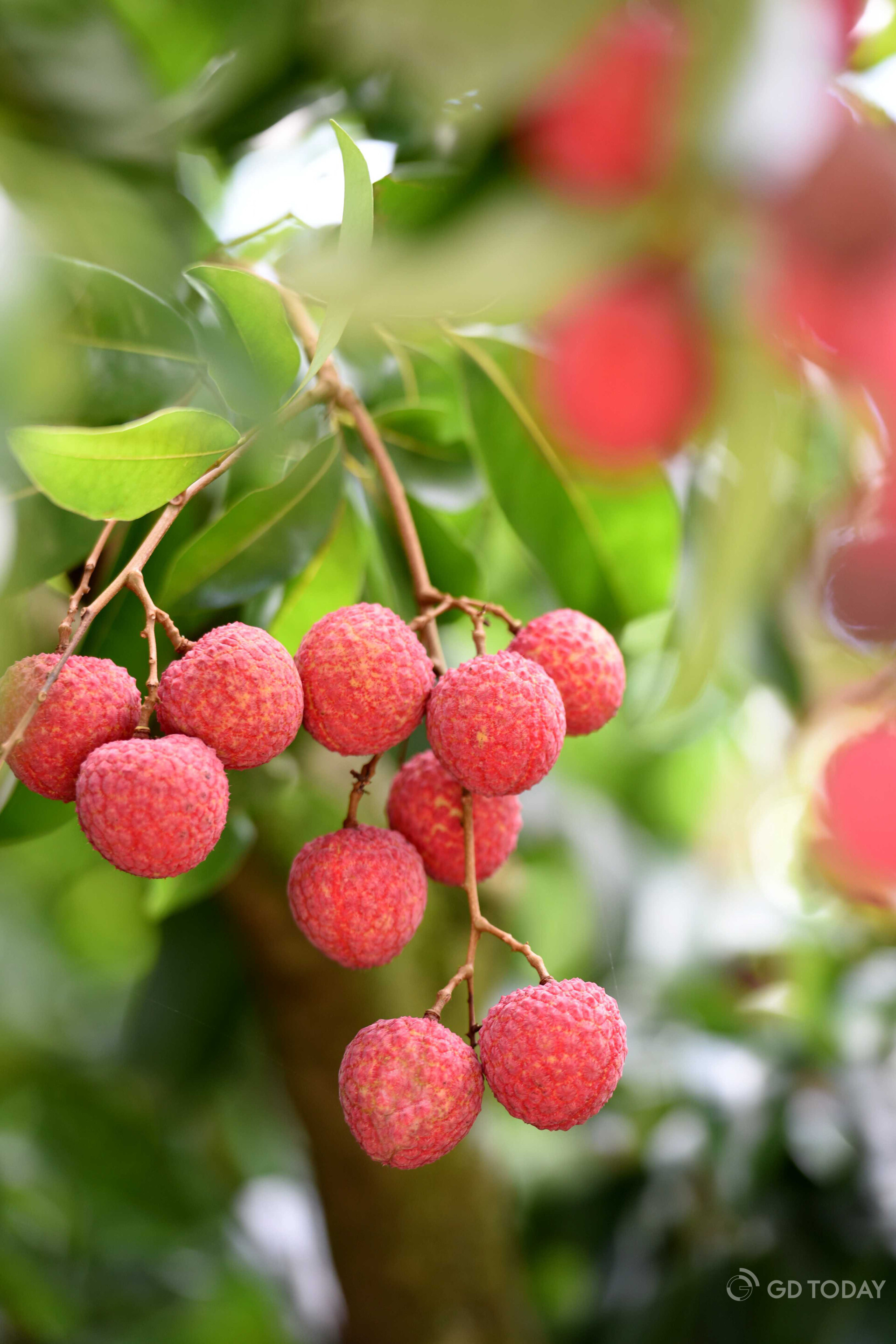 Huizhou lychees.