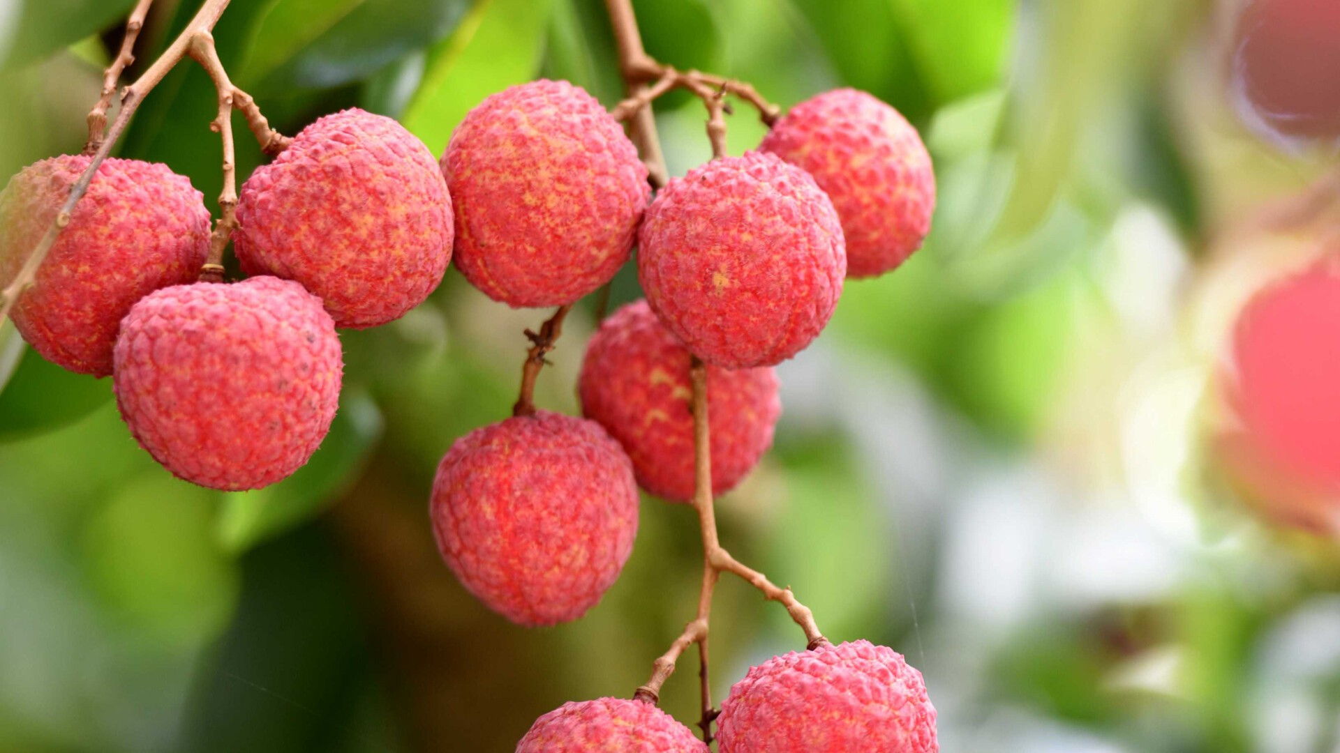 Huizhou invites the world to taste lychees