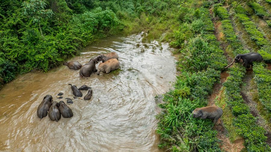 La Chine enregistre une croissance régulière des populations d'espèces sauvages rares et menacées d'extinction