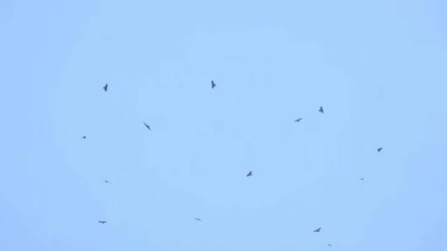 猛禽飛過白云山：動植物生物多樣性保護監測項目持續至明年底