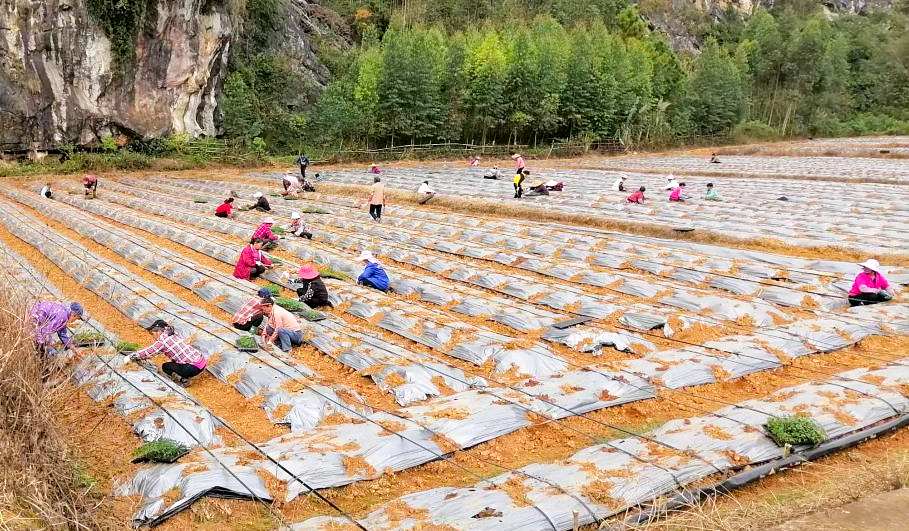 罗定市𬜯塘镇：沃野绘新图 小辣椒种出大产业
