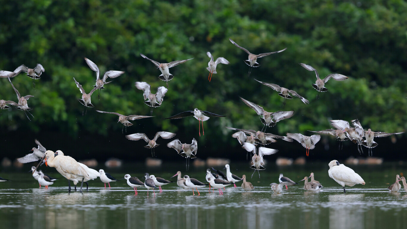 增长近1.5万只！广东湿地成为候鸟栖息天堂