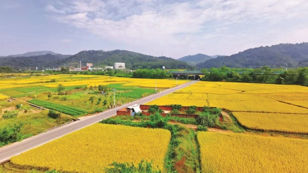 Harvest season, village revival, and natural beauty | Discover Huizhou