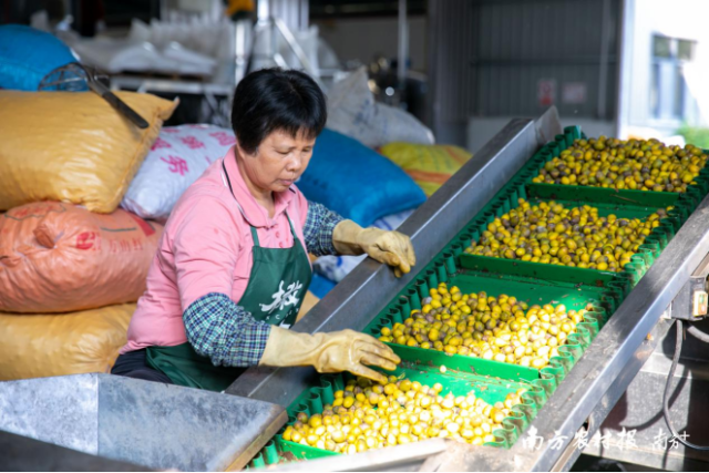 产业园向农户收购的橄榄主要用于加工。