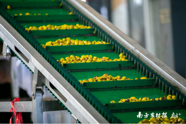 橄醇食品的加工厂内，一颗颗或青或黄的橄榄“爬”上传送带，进行一次从头到脚的“沐浴”。