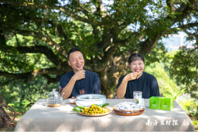 文香食品厂负责人廖泽冰（左）和妻子郑良珠（右）正在品尝老树橄榄茶。