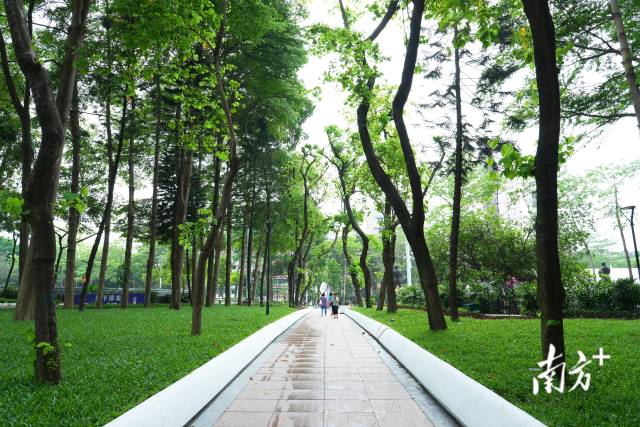 广东省人民体育场周边的街区绿化。 