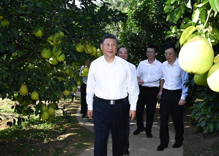 Chinese President Xi Jinping, also general secretary of the Communist Party of China Central Committee and chairman of the Central Military Commission, visits a pomelo growing base to learn about local efforts in expanding support for old revolutionary base areas, and advancing all-around rural revitalization in Meizhou City, south China's Guangdong Province, Nov. 7, 2025. Xi on Friday inspected the city of Meizhou in south China's Guangdong Province. (Xinhua/Xie Huanchi)