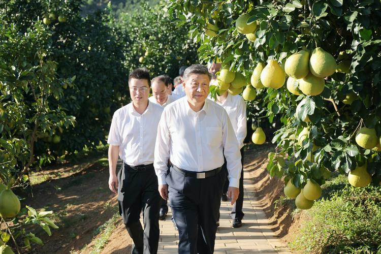 Chinese President Xi Jinping, also general secretary of the Communist Party of China Central Committee and chairman of the Central Military Commission, tours a pomelo growing base in Meizhou City, south China's Guangdong Province, Nov. 7, 2025. (Photo by Xiao Yi/Xinhua)