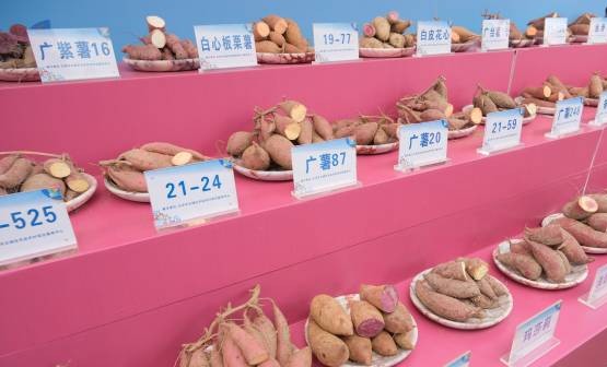 薯香飘云城，本届“番薯盛会”有何亮点？