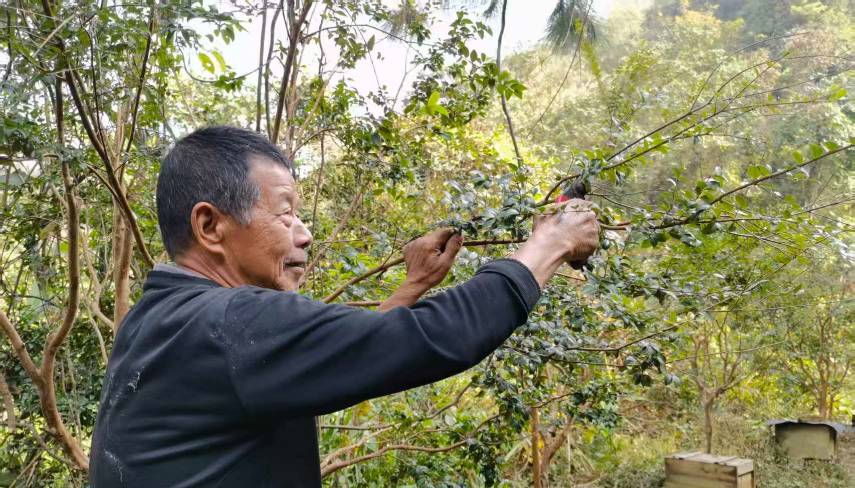 云浮：果树冬管正当时