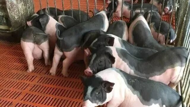 中国土猪第一村办“猪超”庆丰收！获胜直接抱猪回家