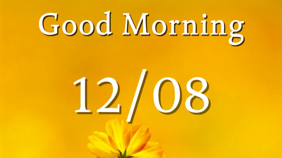 Brilliant sulfur cosmos blooming under Guangdong's lyrical morning