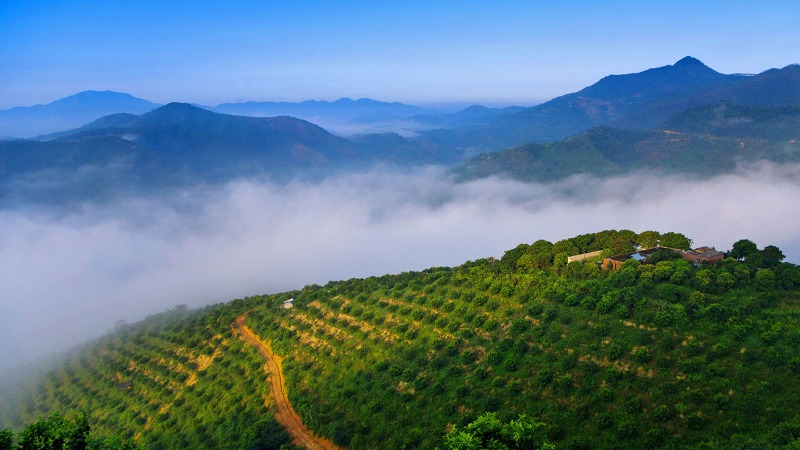 绿美广东生态建设深入推进三周年 广东加快打造万亿林业产业