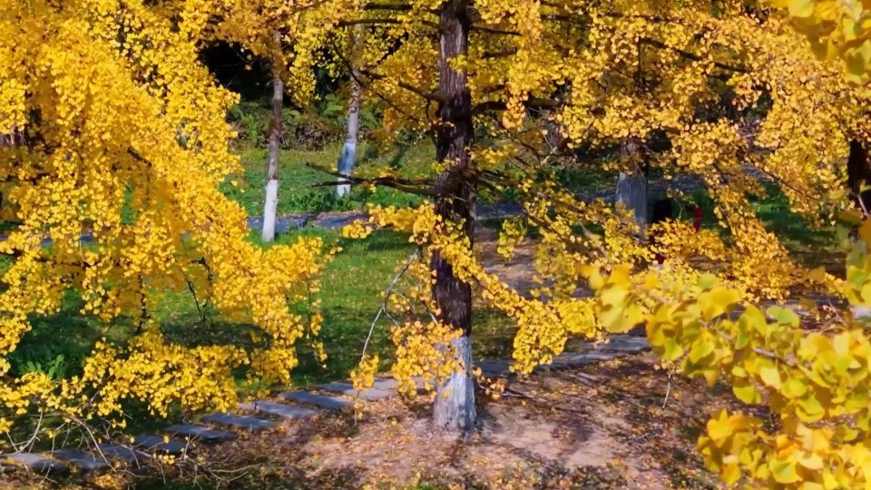 Golden season arrives: Shaoguan's Maozifeng Mountain dons autumn colors