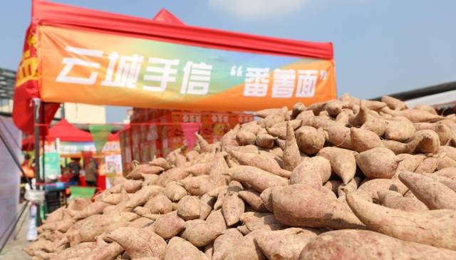观察丨云城番薯为何特别香？