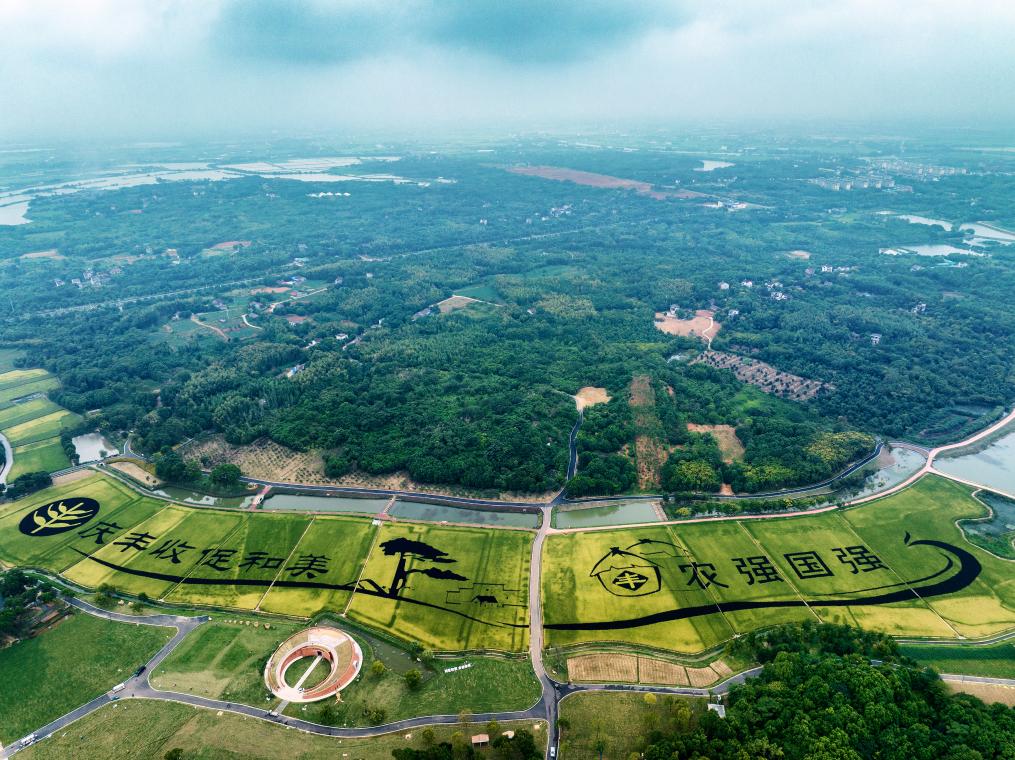 空中俯瞰2023年“中国农民丰收节”主场地的稻田画。新华社发 涂志勤摄