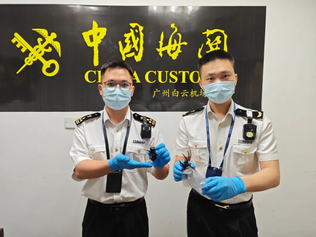 双肩包有“震动模式”吗？白云机场海关查获7只