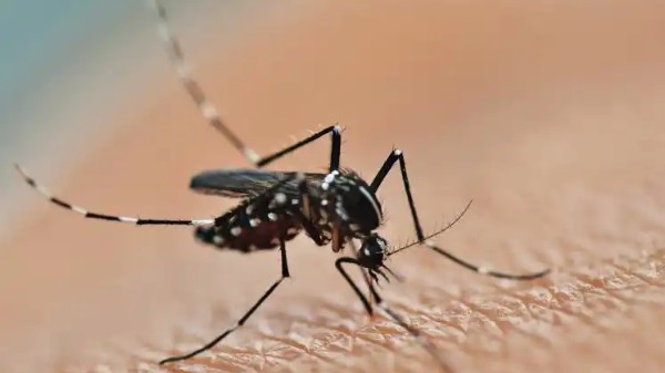 广东一周新增基孔肯雅热2257例 疾控提醒：防叮咬、清积水是关键