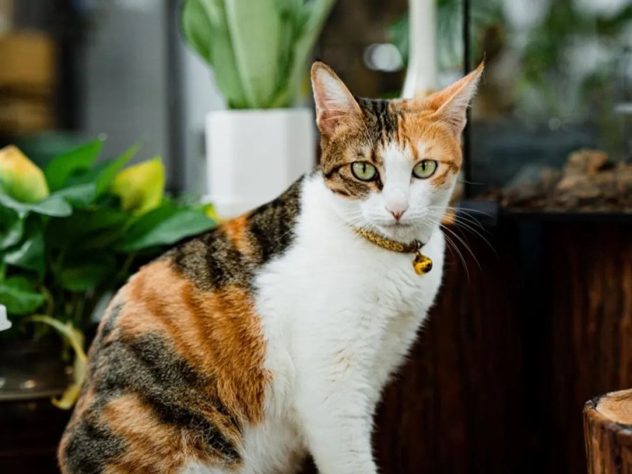 So cute! A kitten becomes kindergarten "principal" in Shenzhen