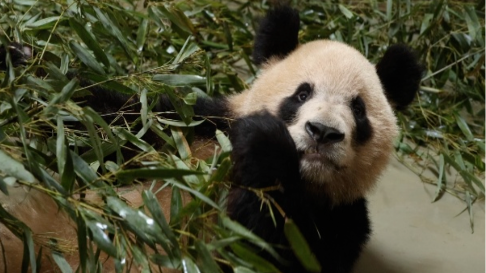 New panda pavilion to open at Guangzhou Zoo