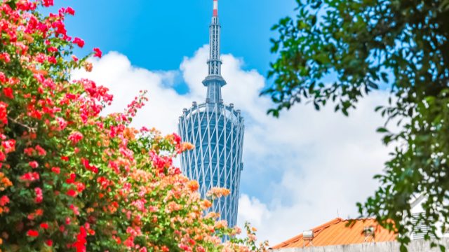 Guangzhou's Haizhu District adorned with blooms as Bougainvillea season peaks