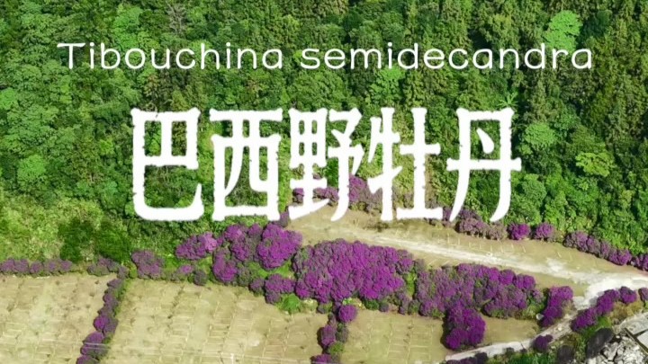 Holiday getaway: Maoming Gaozhou's alpine flower sea awaits