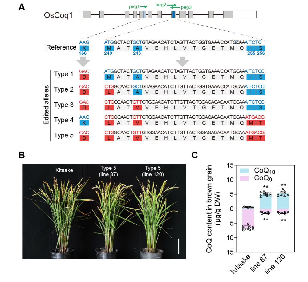 编辑创制辅酶Q10水稻示意图。（中国科学院分子植物科学卓越创新中心辰山科学研究中心供图）