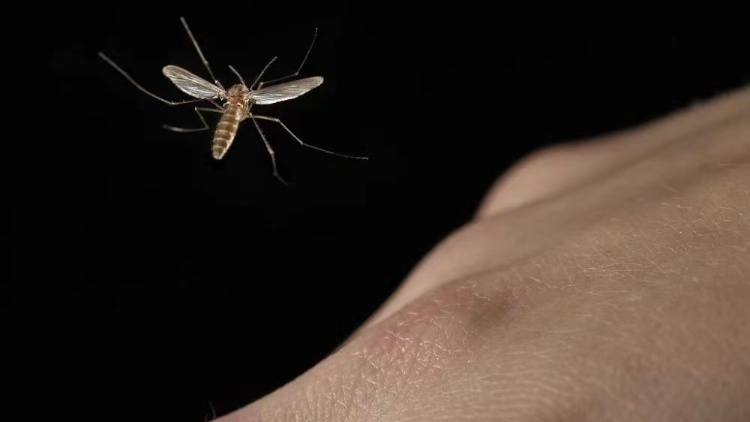 广东公布最新“蚊子地图”！省疾控：预防登革热最关键是这3点