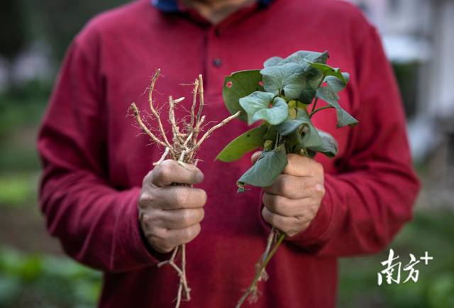 从巫山县大昌镇带过来的鱼腥草在广东肇庆四会西合村播种后,便在村里落地生根,蔓延生长开来。 从巫山县大昌镇带过来的鱼腥草在广东肇庆四会西合村播种后,便在村里落地生根,蔓延生长开来。