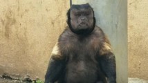 方脸猴子“大壮”因病离世 曾因长相出圈 方脸猴子“大壮”因病离世 曾因长相出圈