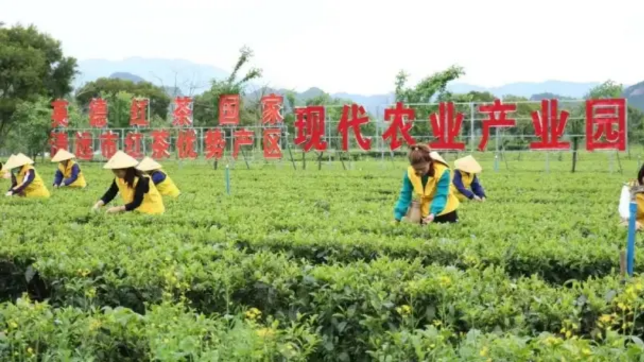 Yingde black tea tops China's regional public brands with record-breaking value of 5.178 billion yuan