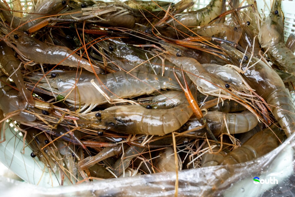 Fresh, lively paddy-raised giant river prawns.Photo by Lu Bo. 